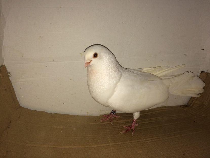 12217  mascul  2016 - Plecați ALBUM 1