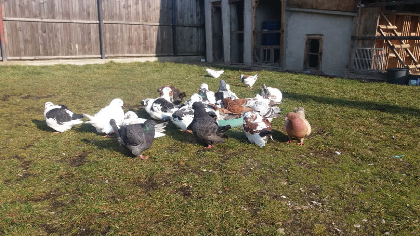  - 6- AMERICANI MATCA 2018