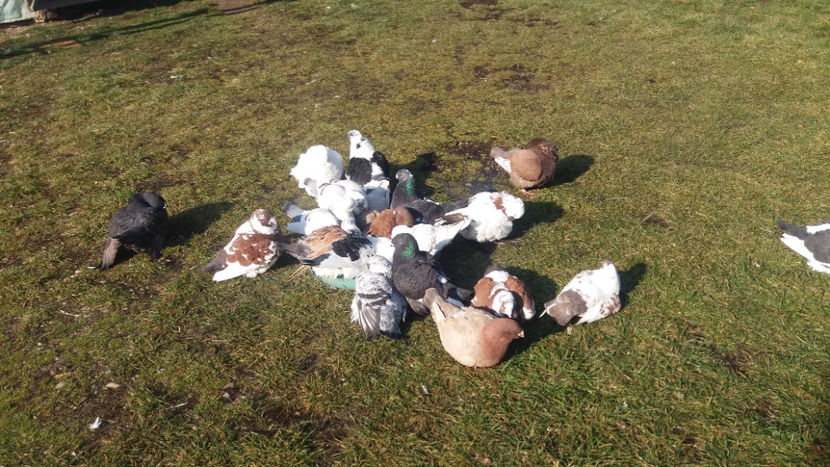  - 6- AMERICANI MATCA 2018