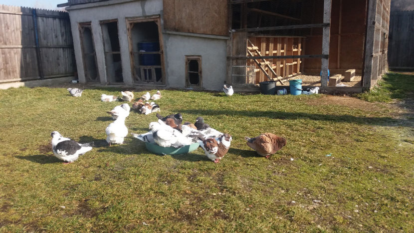  - 6- AMERICANI MATCA 2018