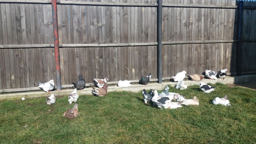  - 6- AMERICANI MATCA 2018