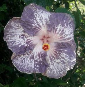 K loa Point - K loa Point