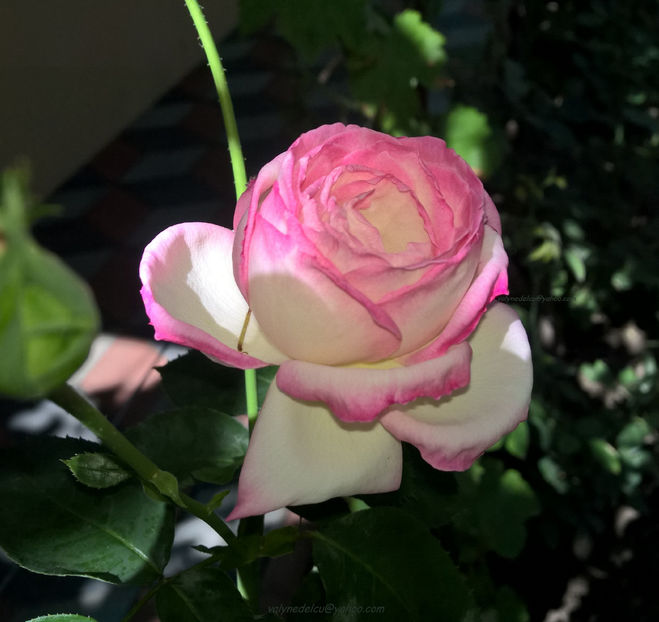 valynedelcu@yahoo.com peisaje0229 - Ella