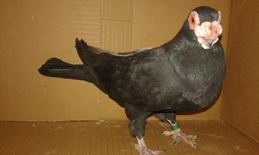 ORD 019 - H _ carunculați 2018