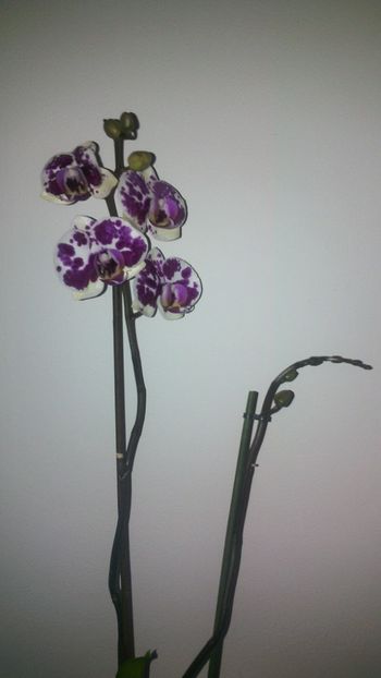  - Orhideea 2014-2018