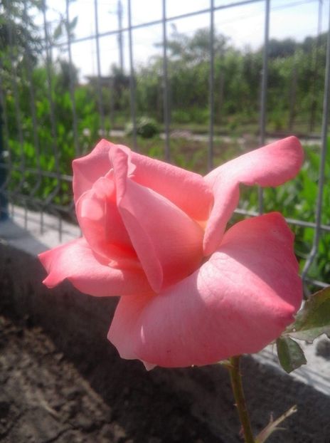 received_385321058605167 - Dimov 61 si74