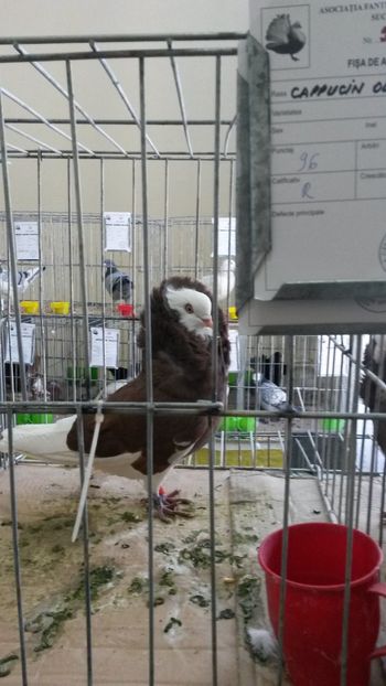  - 06 Capucin olandez