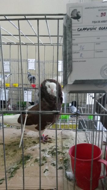 K - 06 Capucin olandez