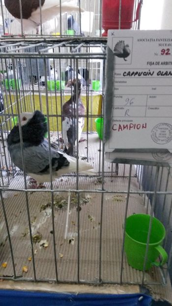  - 06 Capucin olandez