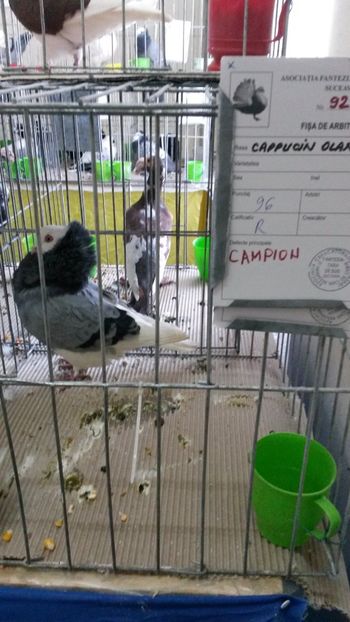 Mascul - 06 Capucin olandez