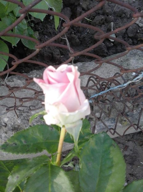 received_385319528605320 - Dimov 61 si74