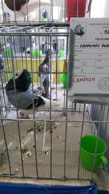  - 06 Capucin olandez