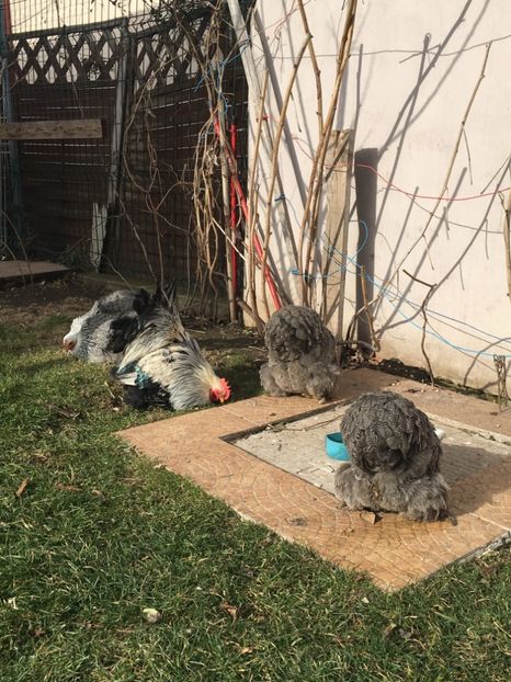 215C7A12-8443-4DE8-A306-B8B0A32A3896 - COCHI PITIC HERMINAT INCHIS 2018