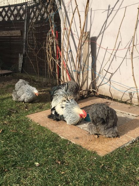 A7CCB88C-5104-492E-91D5-83AAFF498E4E - COCHI PITIC HERMINAT INCHIS 2018