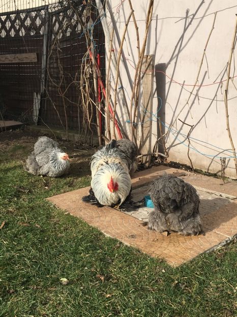 465A24EB-3B74-40B1-8BDE-3C7066035173 - COCHI PITIC HERMINAT INCHIS 2018