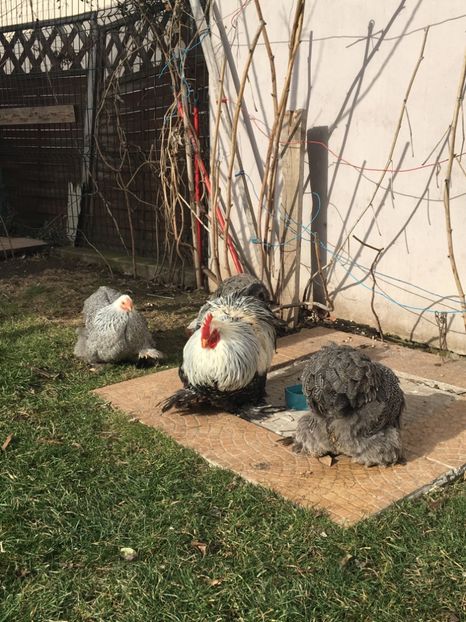 58FECD09-17B5-4E6A-85DD-72ABF3E81E14 - COCHI PITIC HERMINAT INCHIS 2018