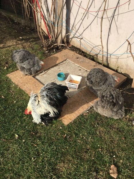 9C3471D2-9C46-4FC2-A04D-64226B5300CC - COCHI PITIC HERMINAT INCHIS 2018