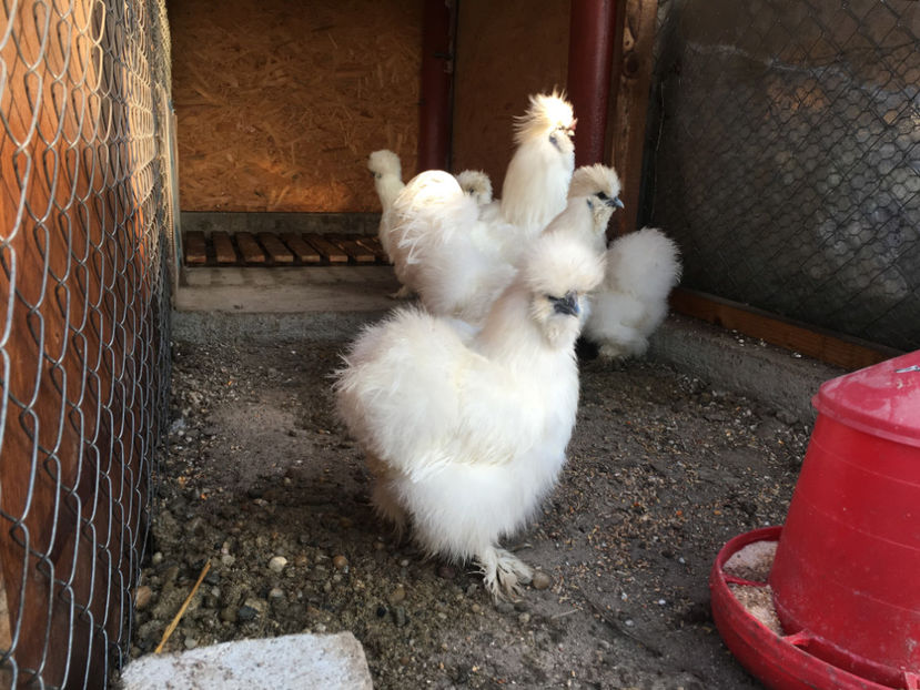  - Matase japoneza 2018 F2