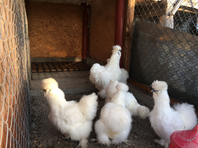  - Matase japoneza 2018 F2