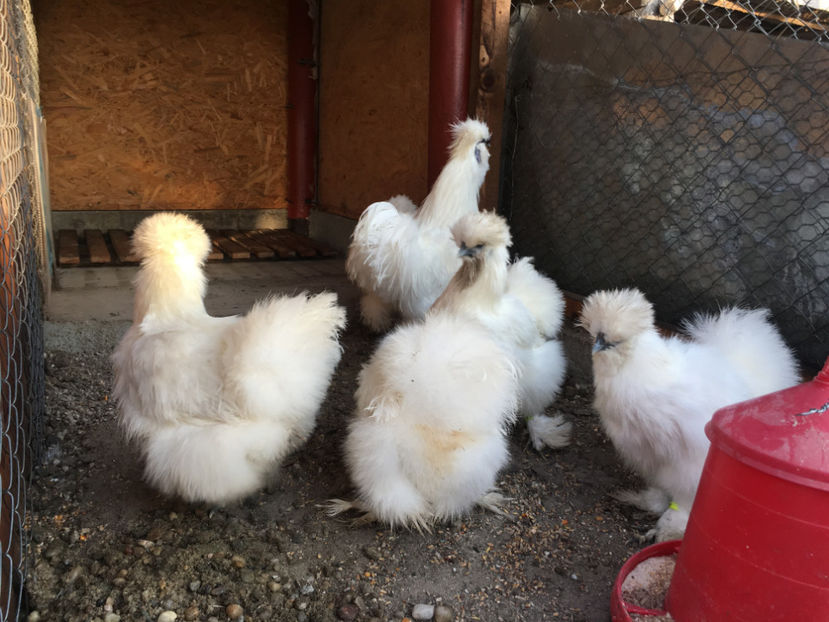  - Matase japoneza 2018 F2