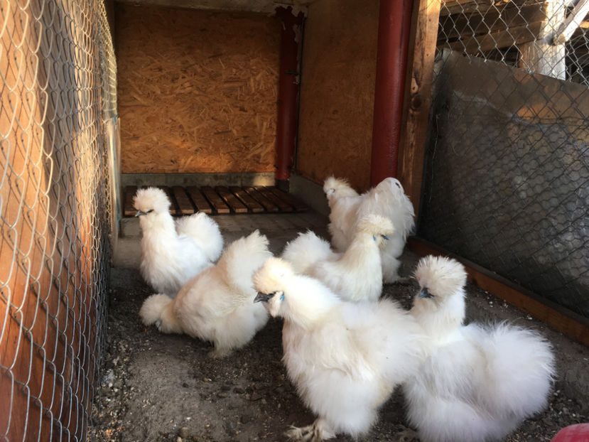  - Matase japoneza 2018 F2