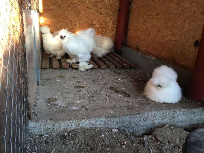  - Matase japoneza 2018 F2