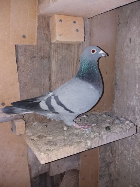 Femelă 2009 - Porumbeii matcă 2018