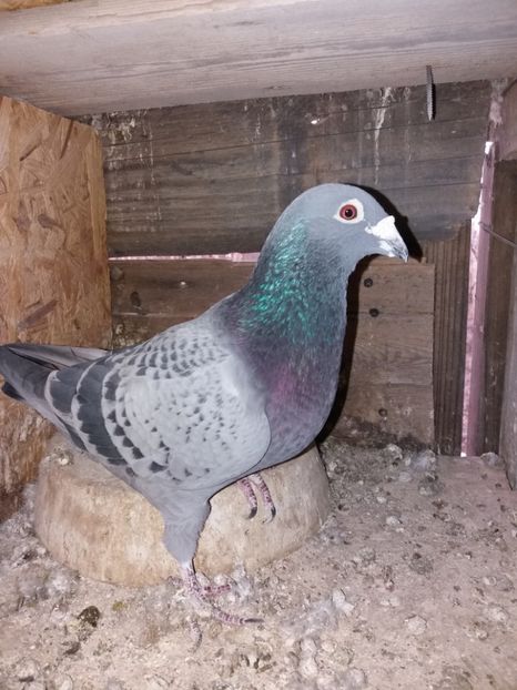 Mascul 2014 - Porumbeii matcă 2018