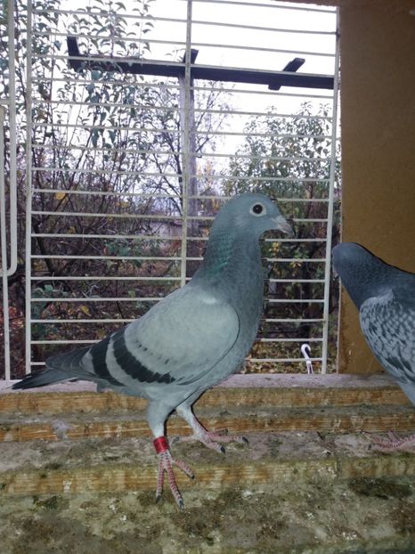 Femelă 2017 - Porumbeii matcă 2018