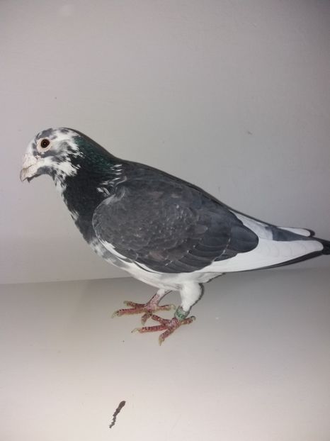Mascul 2005 - Porumbeii matcă 2018