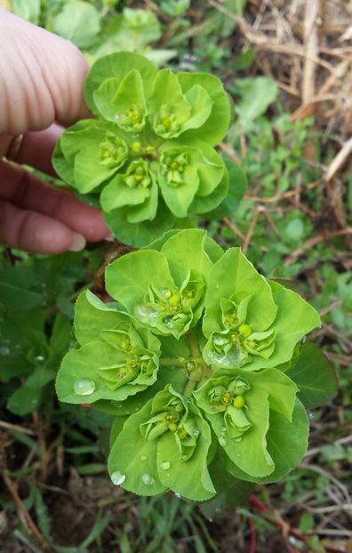 20180206_104432-1 - Iarna prin alte țări