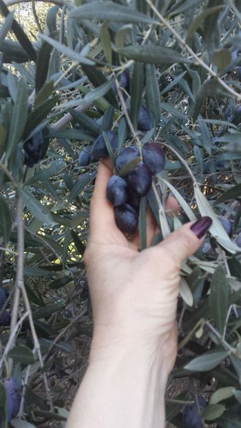  - Iarna prin alte țări