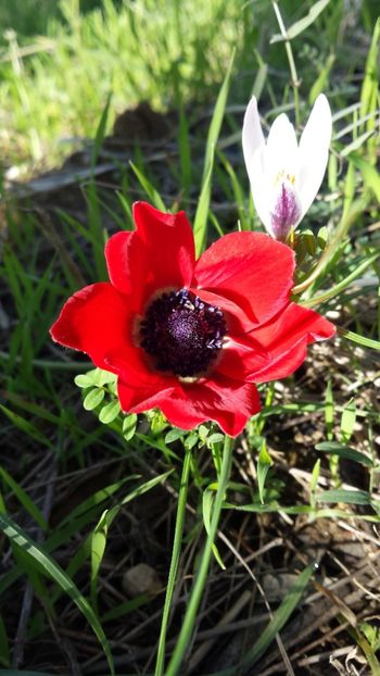  - Iarna prin alte țări