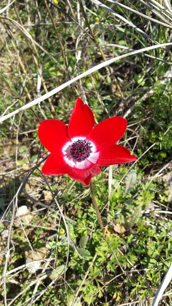  - Iarna prin alte țări