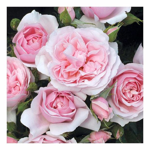 natasha-richardson rose - Noutati trandafiri 2015 - 2022