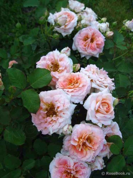 Fiona Gellin rose - Noutati trandafiri 2015 - 2024