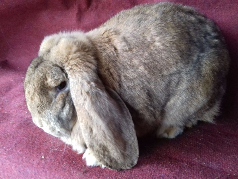  - 02 femela BG galben