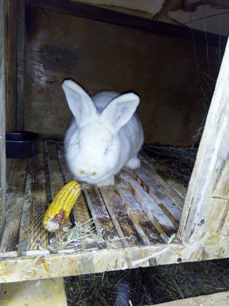  - Neozeelandeză - femelă