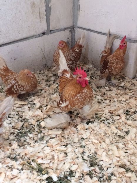 7A469834-0924-4B8C-AEF3-F86D76221E84 - Mii de flori galben bobat cu alb1