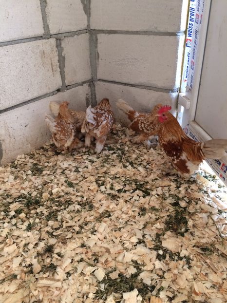 A1B14674-A78D-4381-9914-1D59E6D4052B - Mii de flori galben bobat cu alb1