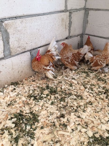 1B3F2105-E268-43A8-9A8D-E3B022B22B69 - Mii de flori galben bobat cu alb1