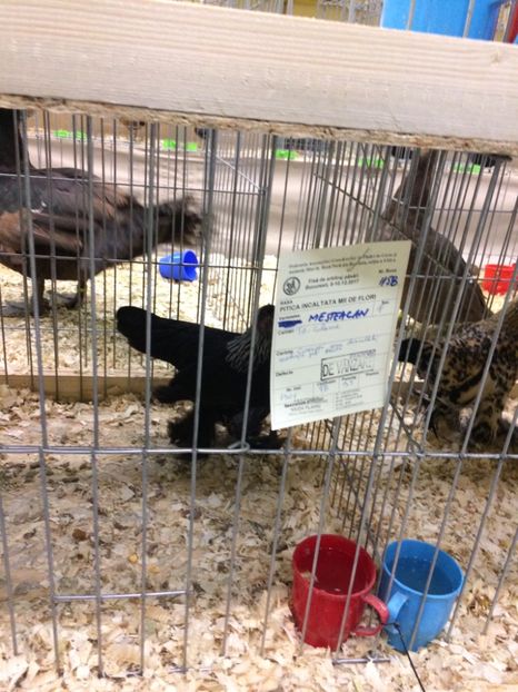 9AD85F6E-4C6B-4BAD-8775-3C692484924F - Mii de flori mesteacan1