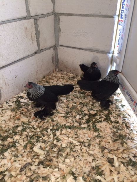 5143CB7A-CC63-4CFF-8465-EE6DC66CBEFB - Mii de flori mesteacan1