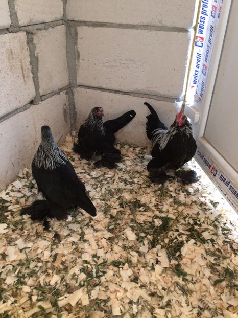 82DB0273-6BFC-4D50-8C0C-F01965695881 - Mii de flori mesteacan1