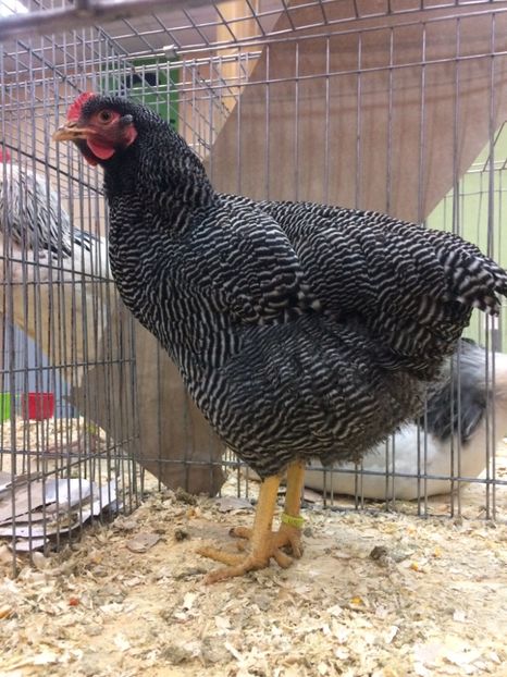 83B8407A-C1B0-4E01-A70B-B52AB7645290 - Plymouth rock barat1