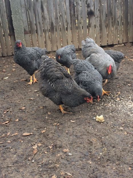 C672760C-E42C-443B-9543-655D9E9A45FA - Plymouth rock barat1