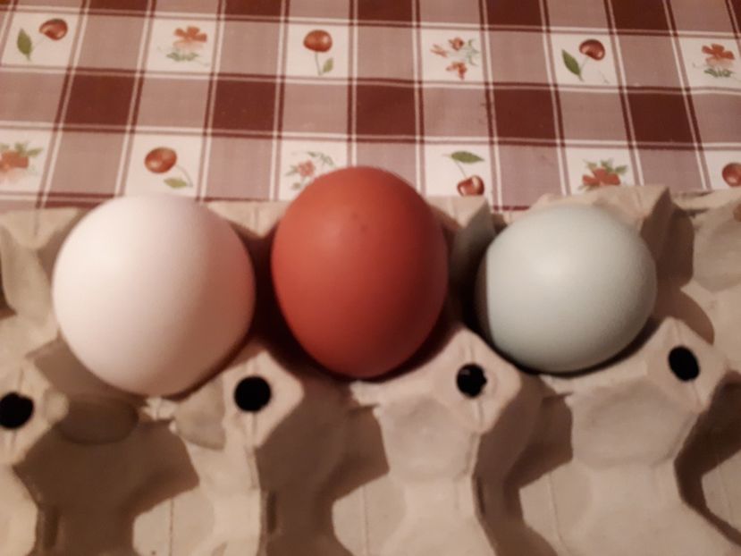 Ouă de paște italiană, marans, araucana. - AContact
