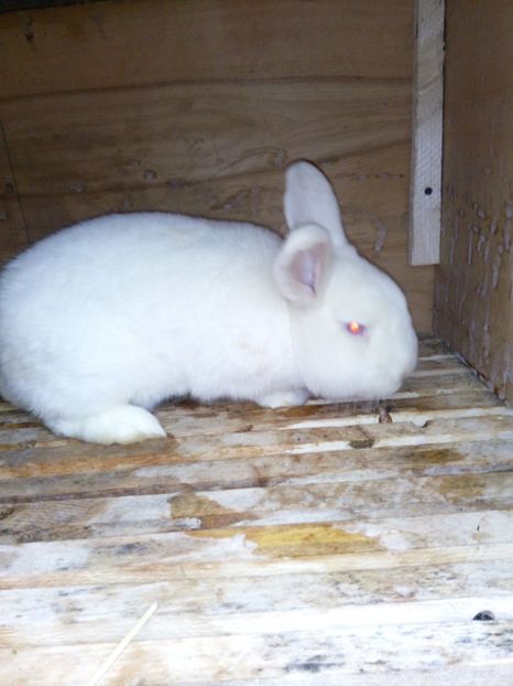  - Neozeelandez - mascul