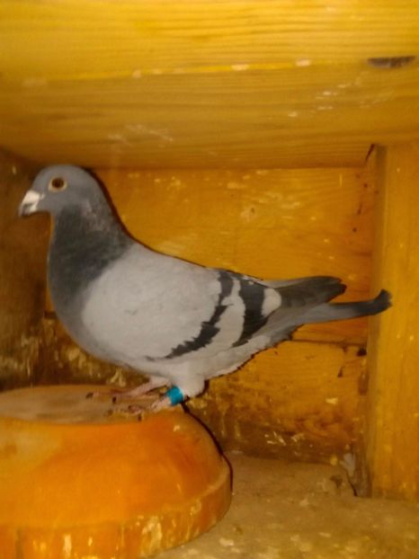 received_169967777102387 - Porumbei mei