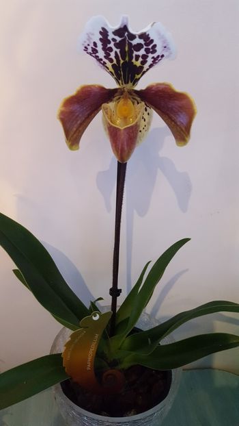  - Orhidee papucel